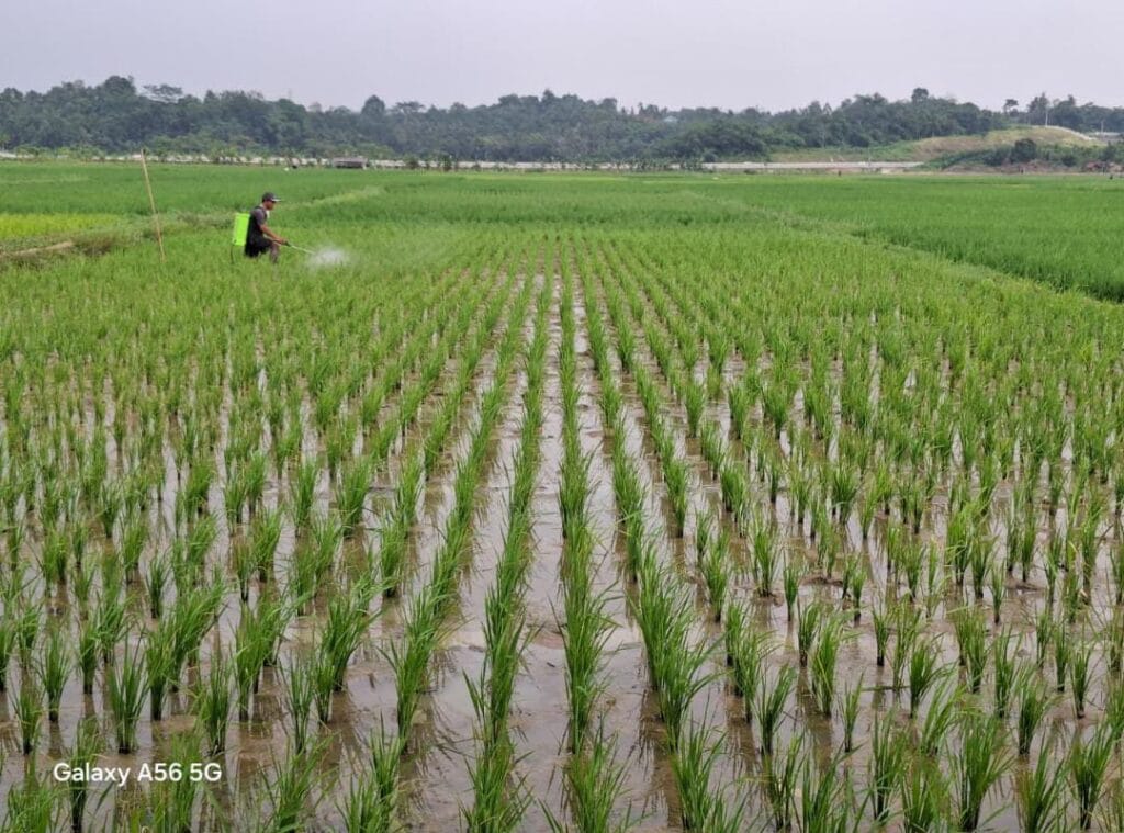 Sawah