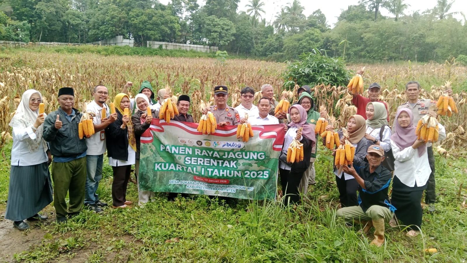 Tanam Jagung
